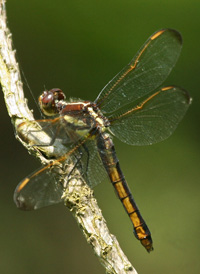 Yellow-sided Skimmer